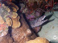 Spotted Moray Eel